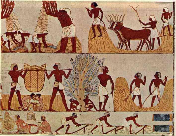 Impacto de la agricultura egipcia en la civilización