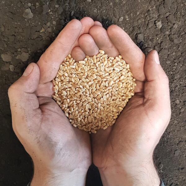 Tipos de semillas utilizadas en la agricultura